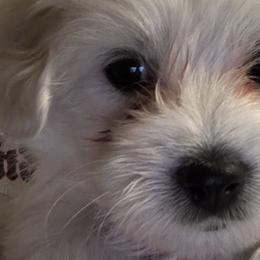 Cotons de Tulear from My Sweet Cotons