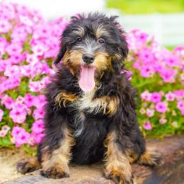 Lydia (socialization program grad) - Tri-color female Bernedoodle puppy in Dundee, Ohio from Down Home Doodle