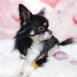 Jackson - Chihuahua