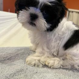 Bandit - Black and white male Shih Tzu puppy in Englewood, New Jersey from Sincerely Paws