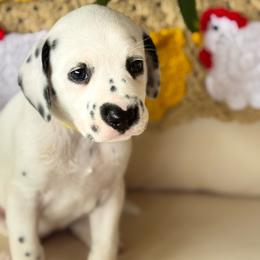 Yellow collar female LUA - White and black female Dalmatian puppy in Hawkins, Texas from Snow Dalmatians