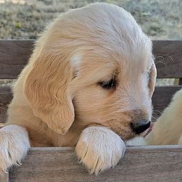 Girl 2 - Light golden female Golden Retriever puppy in Loomis, California from Davids Golden Retrievers