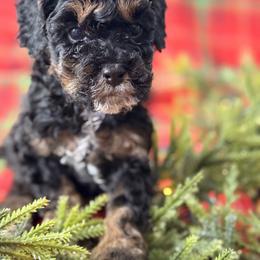Cockapoo and Goldendoodle Puppies from Jax Doodles
