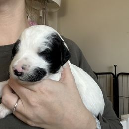 Sheepadoodle Puppies from Taylor's Sheepadoodle Puppies