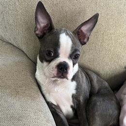 Boston Terrier Puppies from SB Bostons