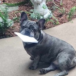 Elektra - French Bulldog