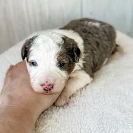 Girl 1 - Blue merle female Aussiedoodle puppy in Arlington, Washington from Doodle Love Laugh