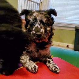 Mudi Puppies from Menagerie Mudis & More
