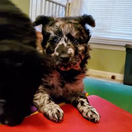 Mudi Puppies from Menagerie Mudis & More