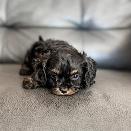 Figgy - Tri-color female Cavapoo puppy in Saint George, Utah from Fitzdoodles