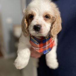 Cockapoo and Goldendoodle Puppies from Bright and Beautiful Cockapoos and Doodles