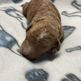 Little Gal - Red  female Poodle puppy in Ogden, Utah from Bells Poodles