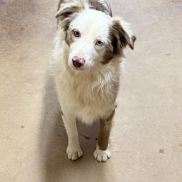 Tuffy - Miniature American Shepherd