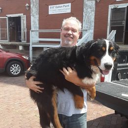 Bernese Mountain Dog All Grown Up from Bernese Mountain Railway