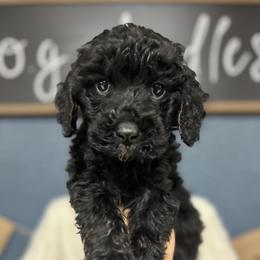 Caroline - Phantom female Goldendoodle puppy in Cleveland, Georgia from The O.G. Doodles