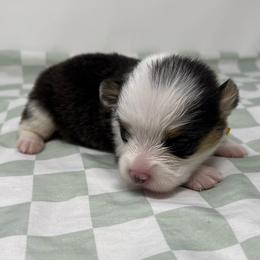 Millie - Black and tan female Pembroke Welsh Corgi puppy in Waco, Texas from The Comma Corgis
