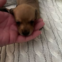 Girl 2 - Cream female Dachshund puppy in Blue Ridge, Texas from Texas Mini Dachs