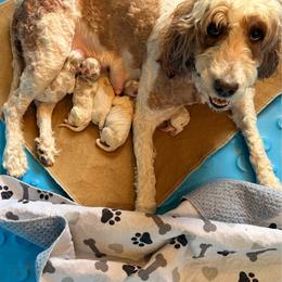 Girl 2 - Parti female Springerdoodle puppy in Murrells Inlet, South Carolina from SpringerDoodles at the Beach