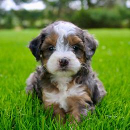 Emerald - Blue merle male Bernedoodle puppy in Apple Creek, Ohio from Cuddle Paws