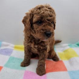 Rocket - Red  male Poodle puppy in Kannapolis, North Carolina from Carolina Great Danes & Toy Poodles