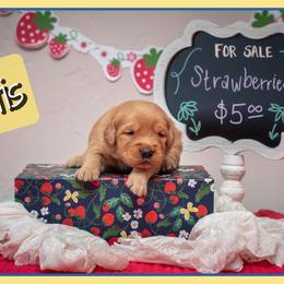 Otis - Dark golden male Golden Retriever puppy in Driggs, Idaho from SK Golden Retrievers