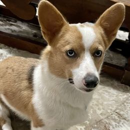 Tali - Pembroke Welsh Corgi