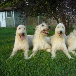 Irish Wolfhound All Grown Up from Steppin'wolf Irish Wolfhounds