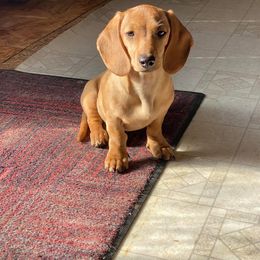 Patootie - Dachshund