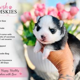 Buttons - Black and white female Pomsky puppy in Yavapai County, Arizona from Pawsh Pomskies