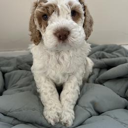 Marshall - Red and white male Cockapoo puppy in Egg Harbor City, New Jersey from Grace Given Cockapoos (GGC)
