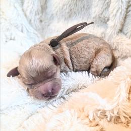 Beaufort - Apricot male Cavapoo puppy in Gunnison, Utah from Curls and Camo Pups