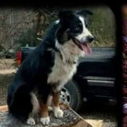 Annie - Australian Shepherd