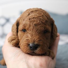Bernedoodle, Goldendoodle, and Poodle Puppies from Raintree Standard Poodles & Mini Doodles