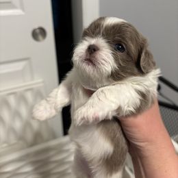 Skye - Lilac female Shih Tzu puppy in Springboro, Ohio from Shih Tzus of Springboro LLC.