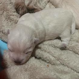 Mando - White male West Highland White Terrier puppy in New Orleans, Louisiana from Amazing Grace Westies