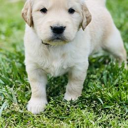 Golden Retriever Puppies from Golden Bunns Retrievers