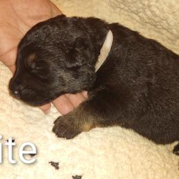 White - Black and tan male German Shepherd puppy in Dawsonville, Georgia from Vom Aussenseiter