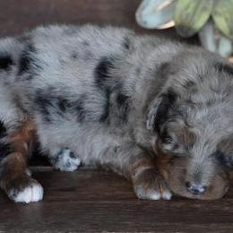 Jenny BMM Black Leg - Blue merle male Aussiedoodle puppy in Lawton, Oklahoma from Lindsey’s Aussies