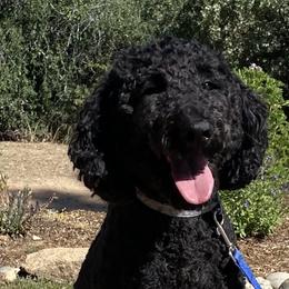 Lilly - Bernedoodle