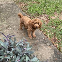 Lucy - Australian Labradoodle