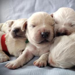 Golden Retriever Puppies from Rosehaven Homestead