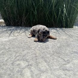 POP - Blue merle male Aussiedoodle puppy in Sharpsburg, Georgia from Steindoodles