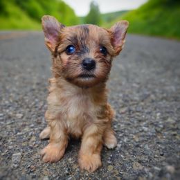 Companion Cross, Havanese, Mal-Shi, Maltese, Maltipoo, Morkie, and Shih Tzu Puppies from Seeking Shalom Acres Maltese, Maltipoos & Havamalts