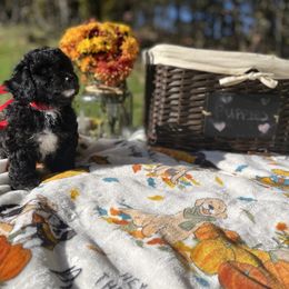 Maltipoo Puppies from Awwws&Pawws