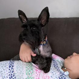 Nora - Miniature Schnauzer