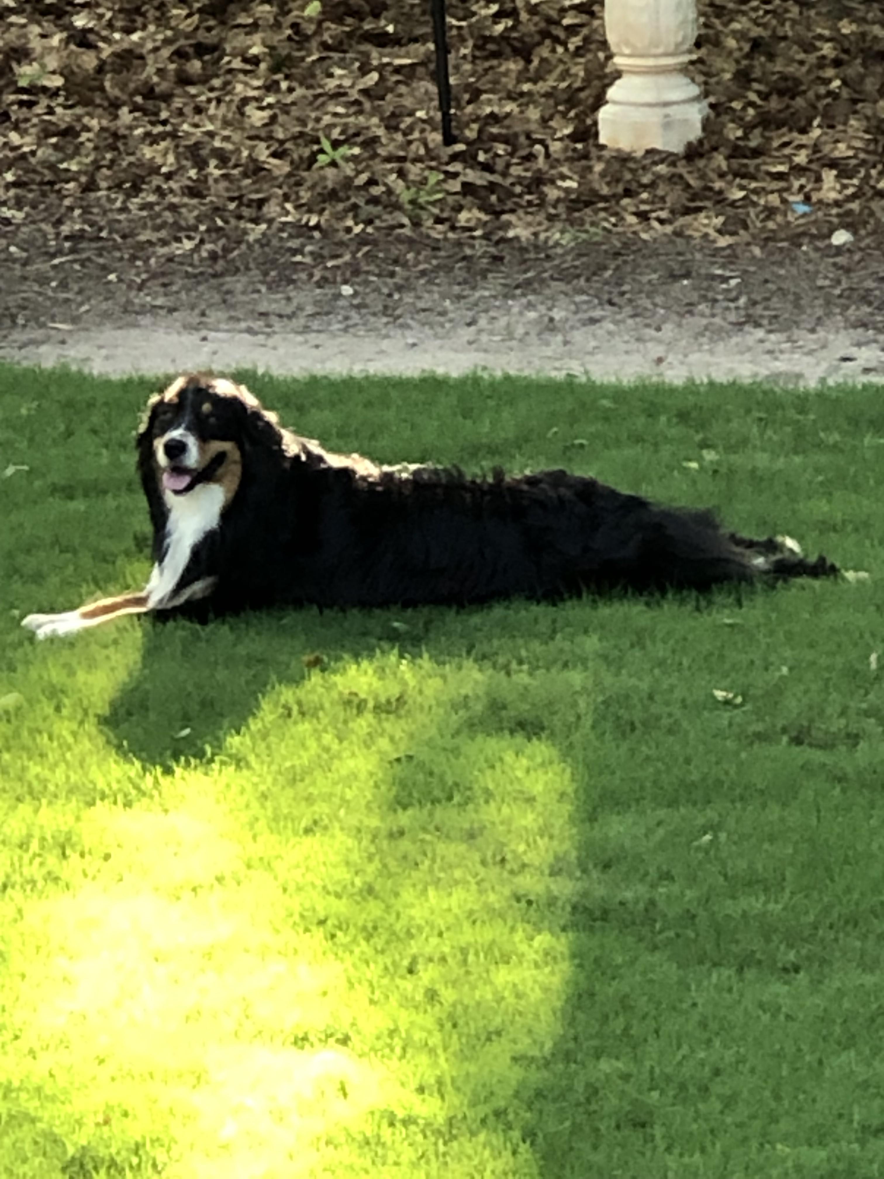 Rip - Australian Shepherd