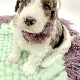 Athena - Blue merle female Bernedoodle puppy in Omaha, Nebraska from Whimsy Doodles