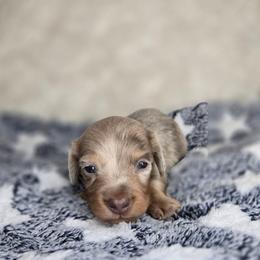 Banner - Fawn (isabella) and tan male Dachshund puppy in Lubbock, Texas from West Texas Dachshunds LLC