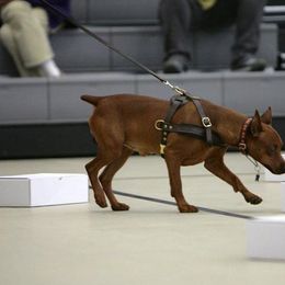 German Pinscher All Grown Up from RiverRAT Barn Hunt