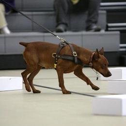 German Pinscher All Grown Up from RiverRAT Barn Hunt